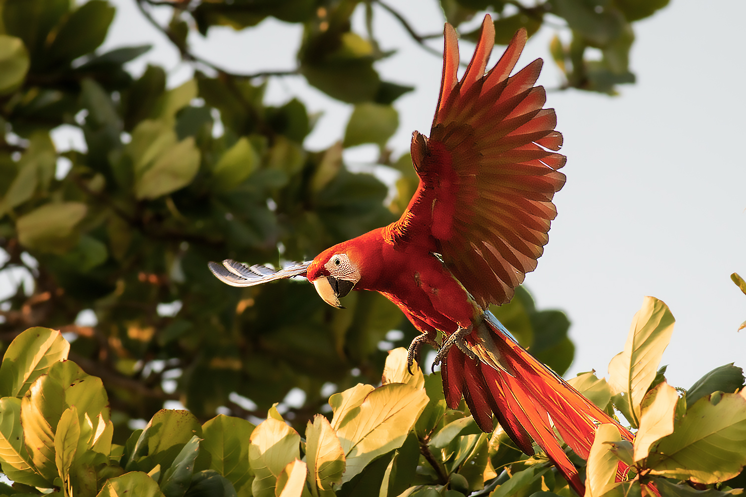 Scarlet Macaw